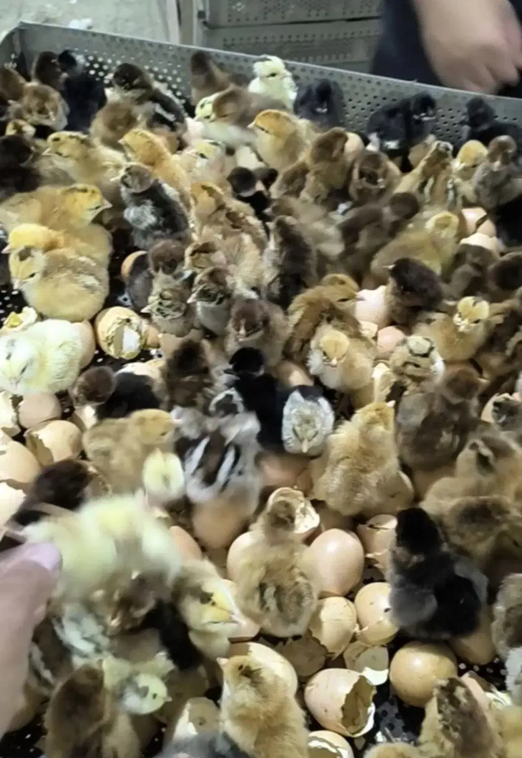 جوجه محلی برای هفته آینده موجوده نژاد مرغ خروس محل|حیوانات مزرعه|سیرجان, |دیوار