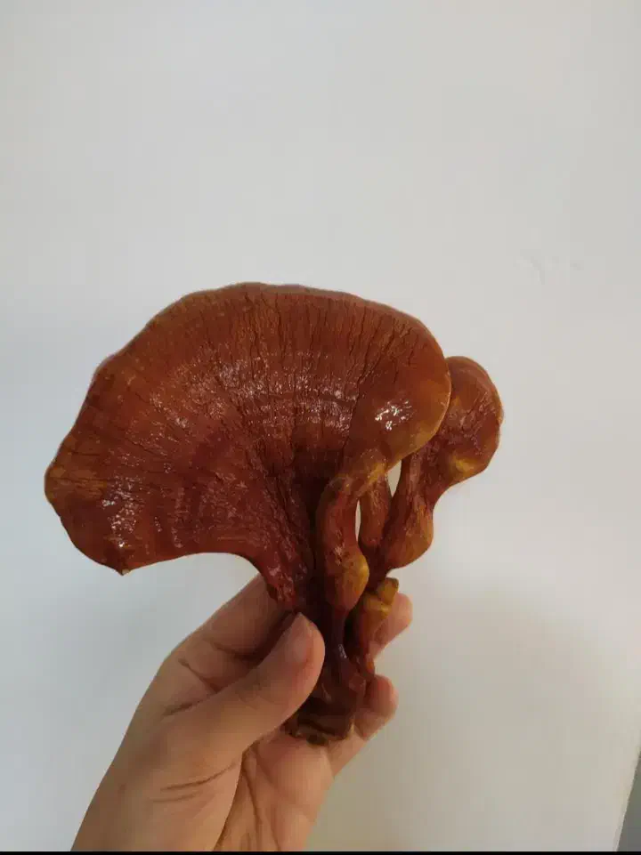 قارچ گانودرما خالص|آرایشی، بهداشتی، درمانی|قم, سید معصوم|دیوار