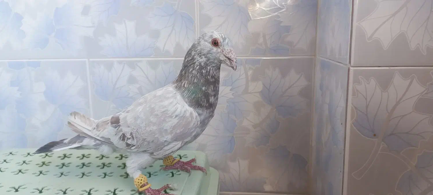 کفتر|پرنده|مبارکه, |دیوار