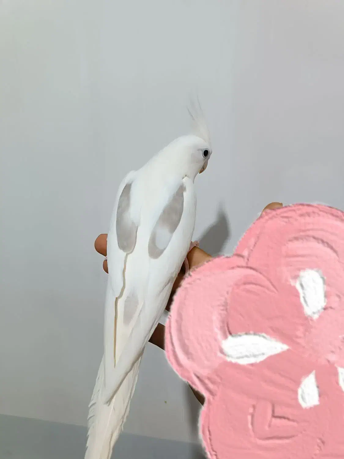 عروس دوکت البینو کلکسیونی|پرنده|اندیمشک, |دیوار