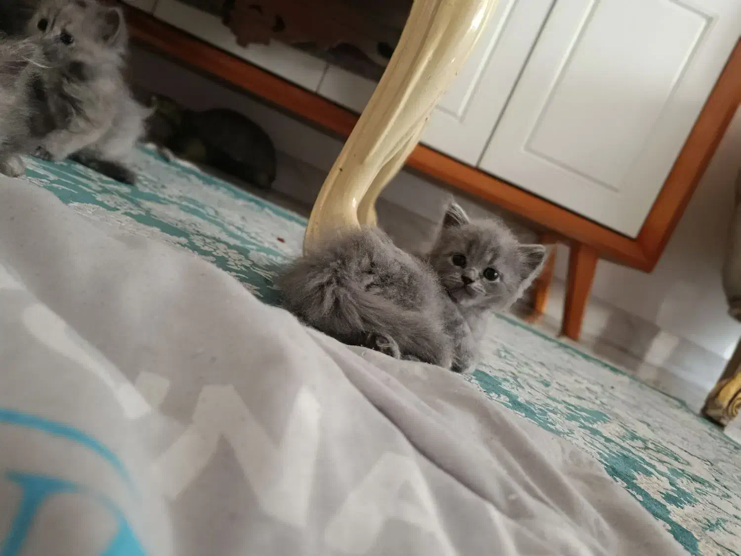 گربه دوماه  اسکاتیش قیمت خیلی مناسب|گربه|نسیم‌شهر, |دیوار