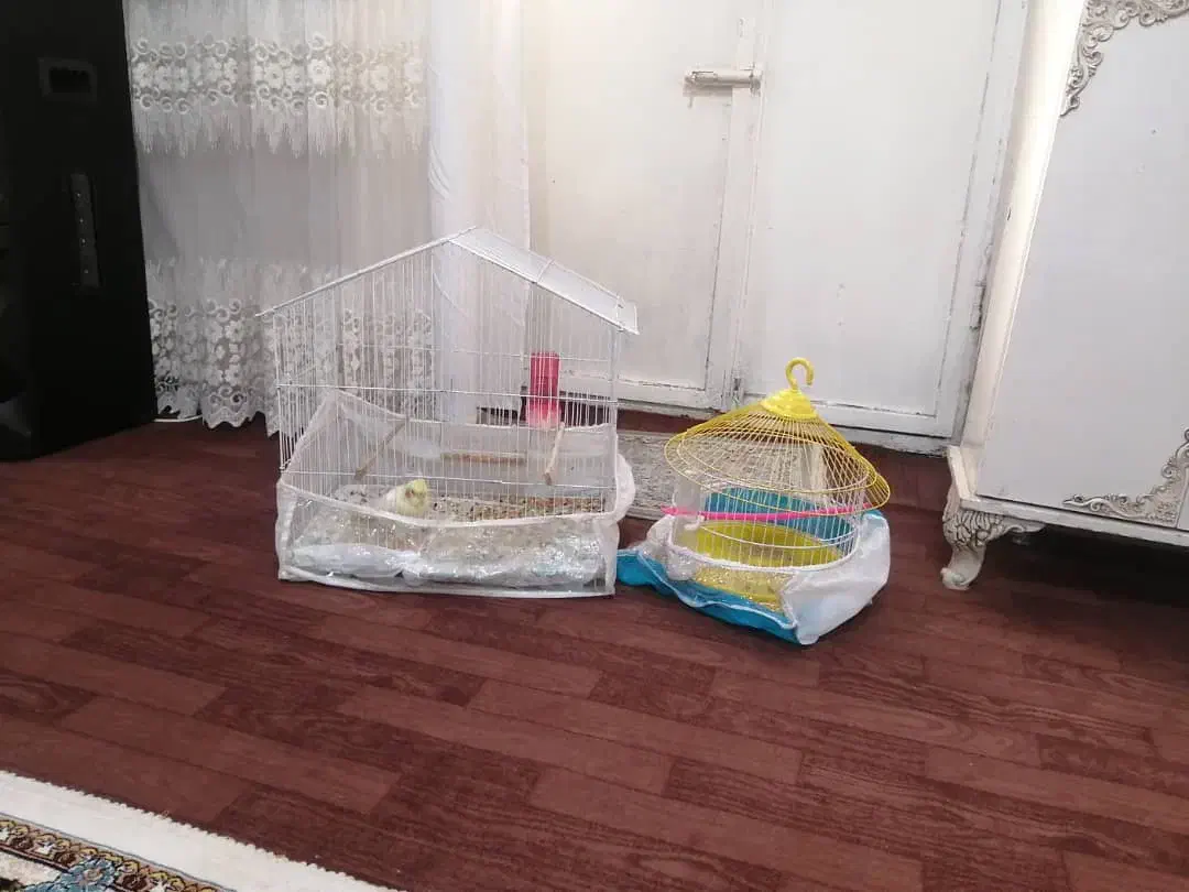 2عدد طوطی عروس هلندی با دوتا قفس وهمه ی وسایل|پرنده|ارومیه, |دیوار