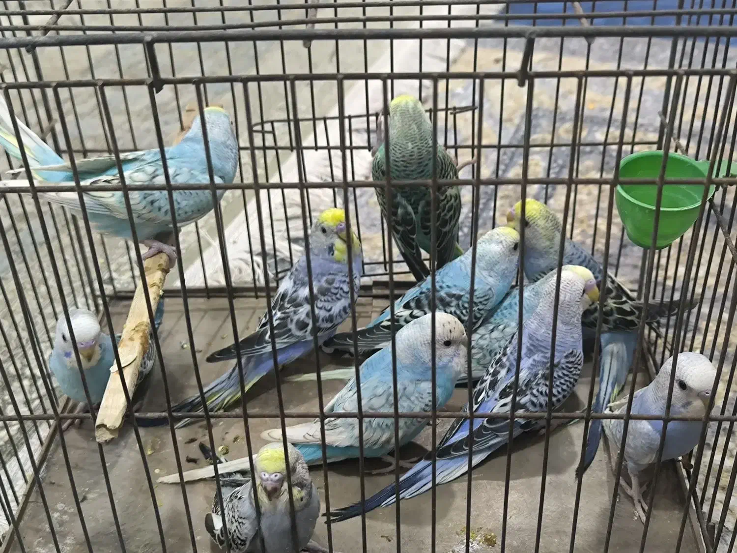 10عدد جوجه مرغ عشق رینبو|پرنده|بندر ماهشهر, |دیوار