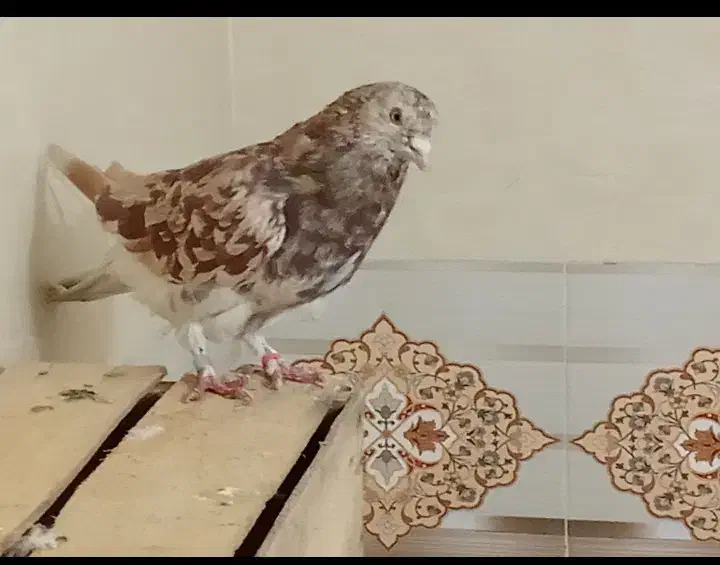 کبوتر گمشده|پرنده|پاکدشت, پاکدشت (مامازند)|دیوار