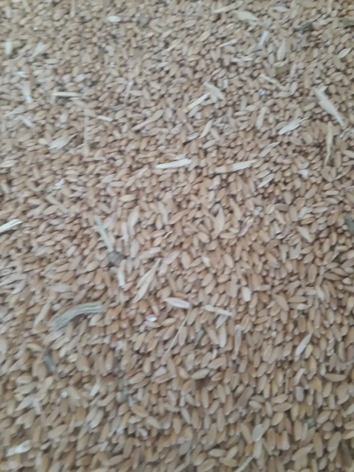 گندم دیم|عمده‌فروشی|قیدار, |دیوار