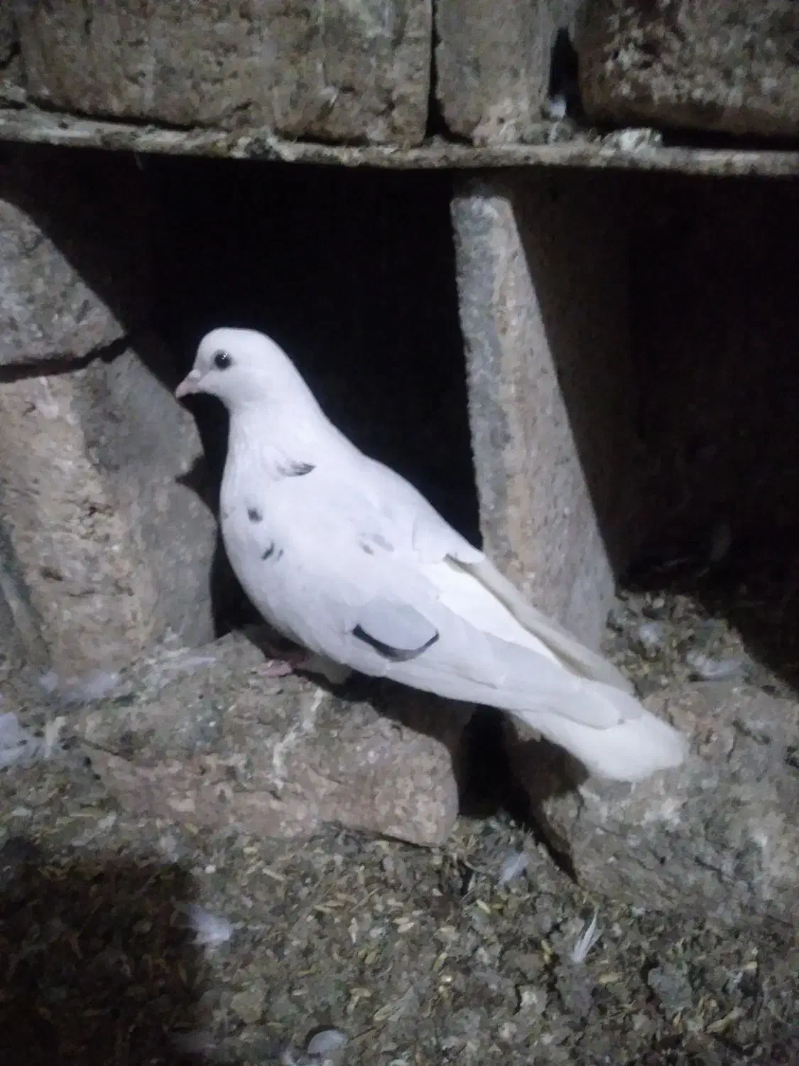 کبوترتهرانی ماده|پرنده|آشخانه, |دیوار