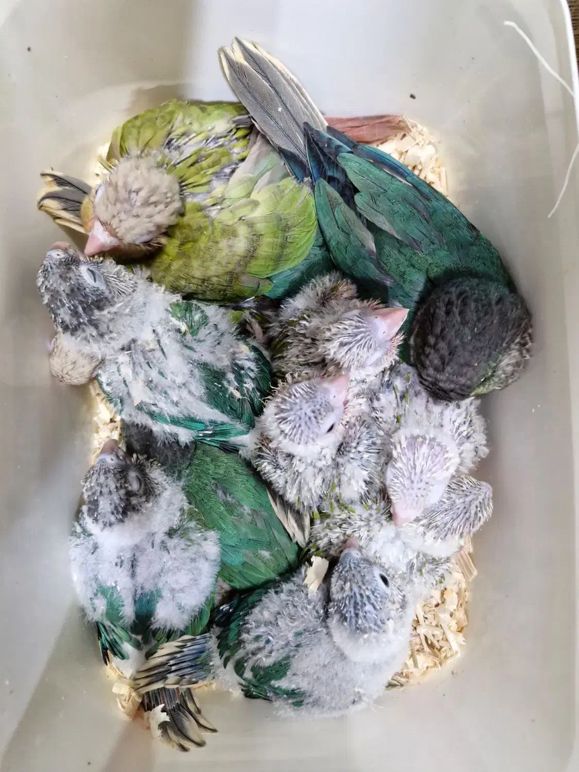 انواع نژادهای گرینچک سرلاکی تا مولد برد شاپ شاپرک|پرنده|اصفهان, حسینآباد|دیوار