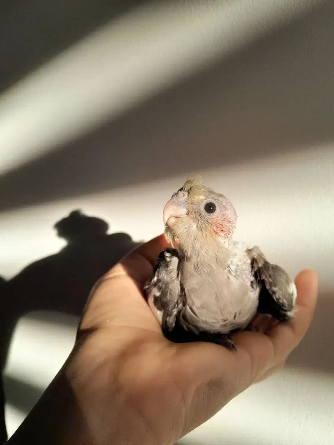 عروسکهای زیبا|اسباببازی بچه|مریوان, |دیوار