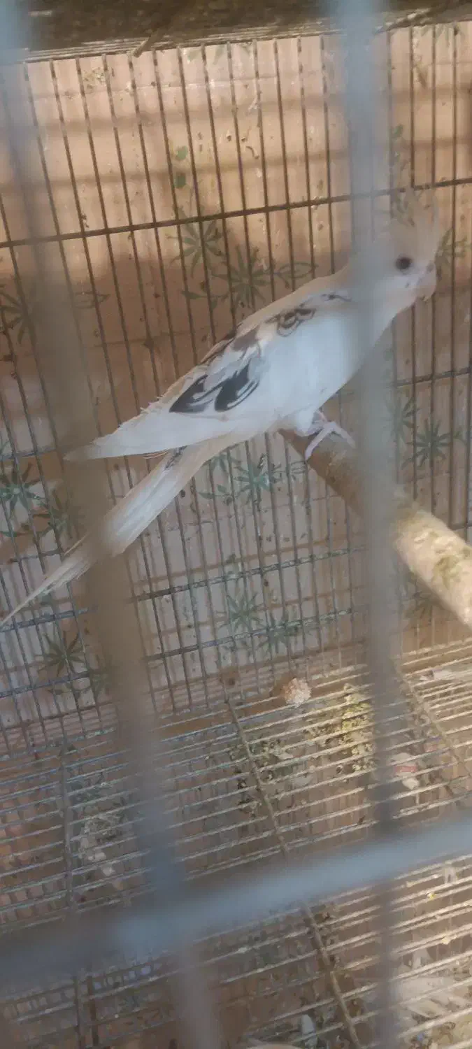 فروش ماده دوکت آلبینو مولد|پرنده|اردستان, |دیوار