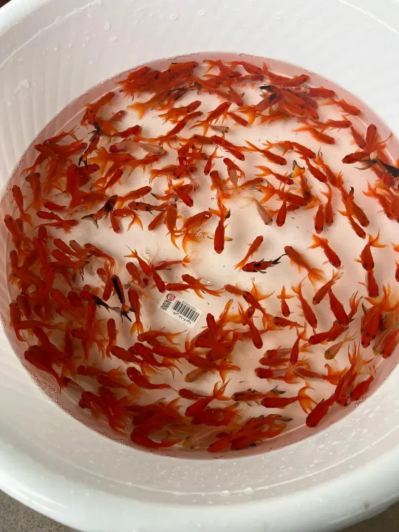 ماهی قرمز|ماهی|یزد, |دیوار