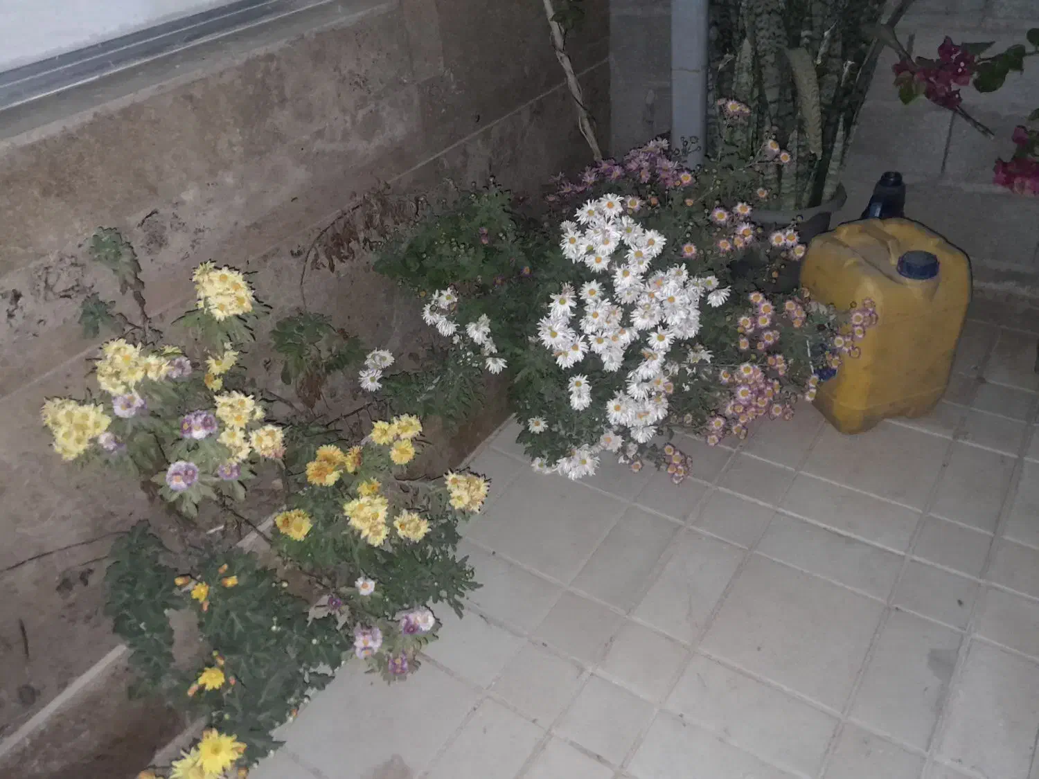 باغ ویلا ۵۰۰ متری در مزرعه امند|فروش خانه و ویلا|صوفیان, |دیوار