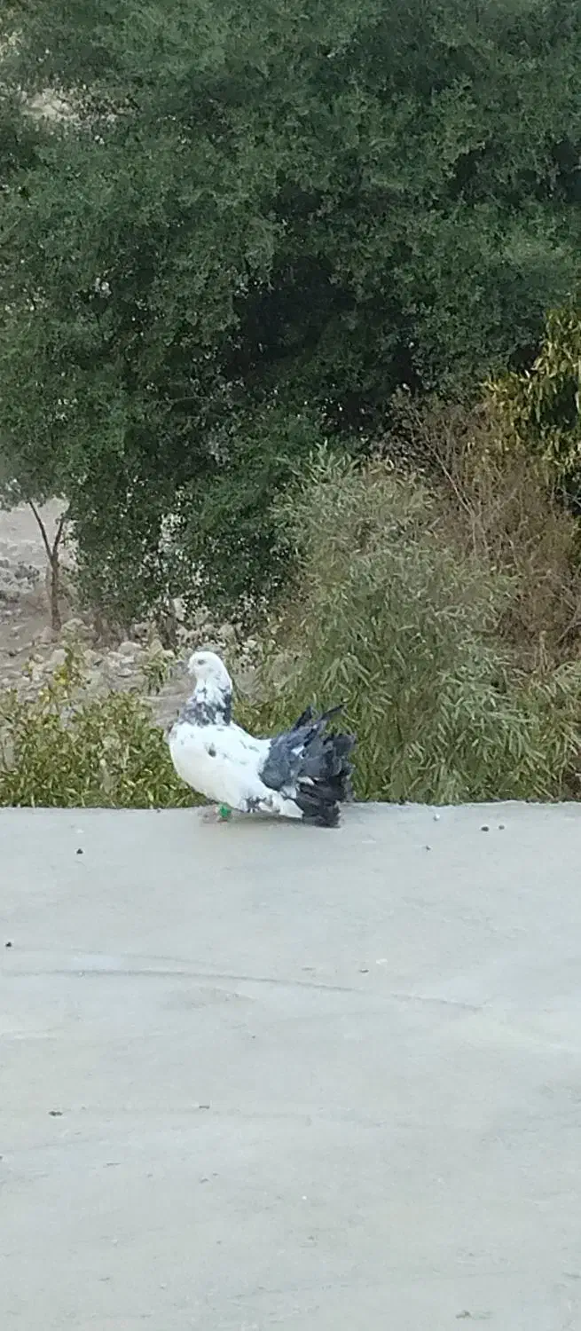 کبوتر دم چتری|پرنده|باغ ملک, |دیوار