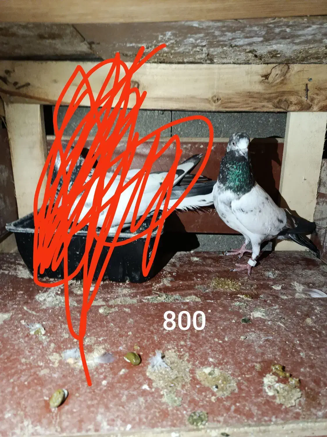 کفتر|پرنده|قشم, |دیوار