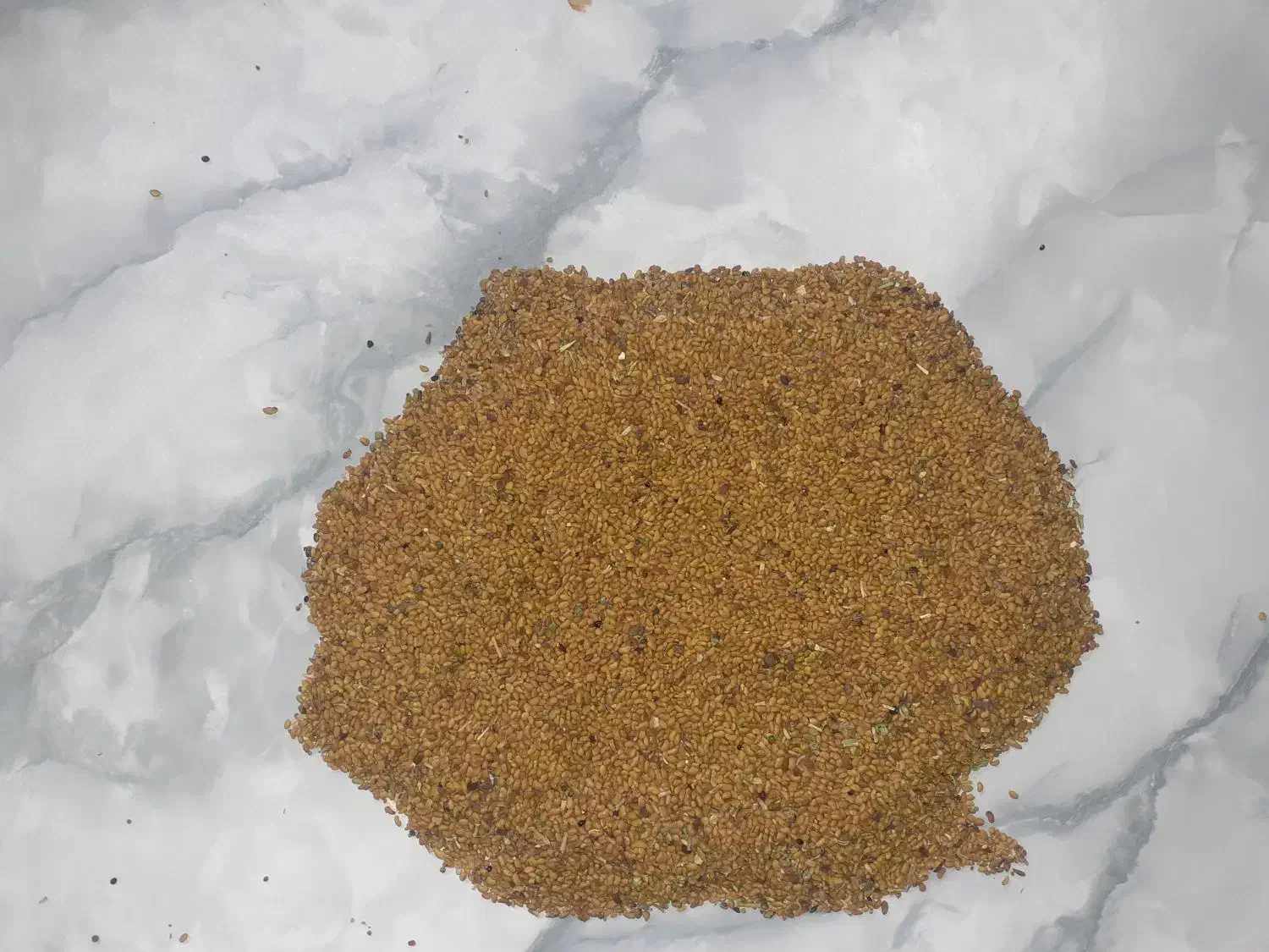 بذر یونجه|خدمات باغبانی و درختکاری|بجنورد, |دیوار