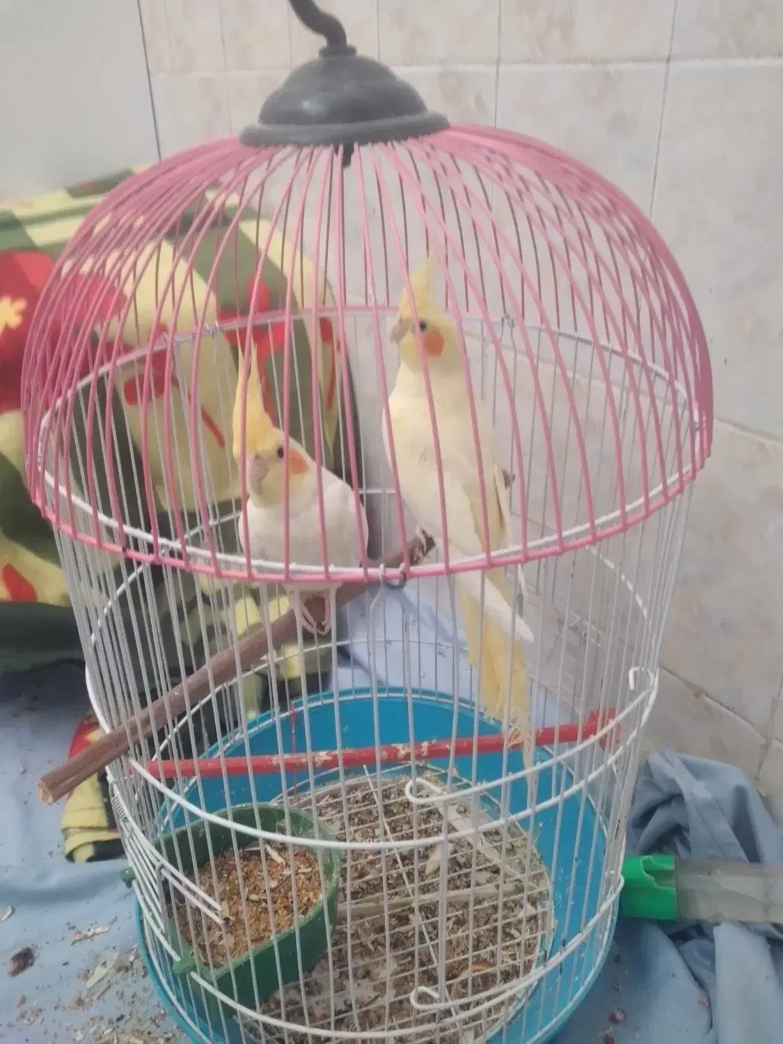 عروس هلندی|پرنده|ایرانشهر, |دیوار