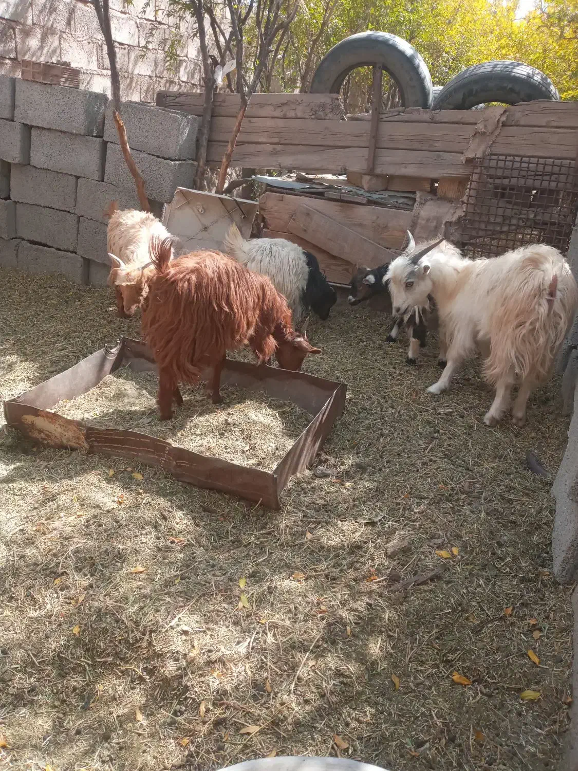 شش عدد کهره|حیوانات مزرعه|دهبکری, |دیوار