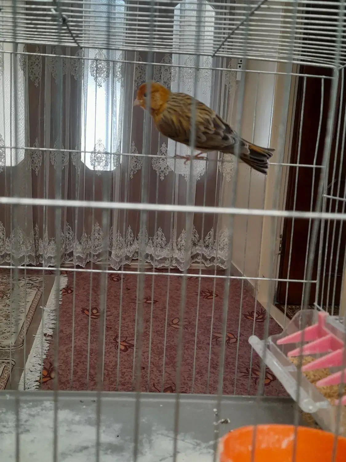 قناری نر شل سفت|پرنده|شاهین‌شهر, گزبرخوار|دیوار