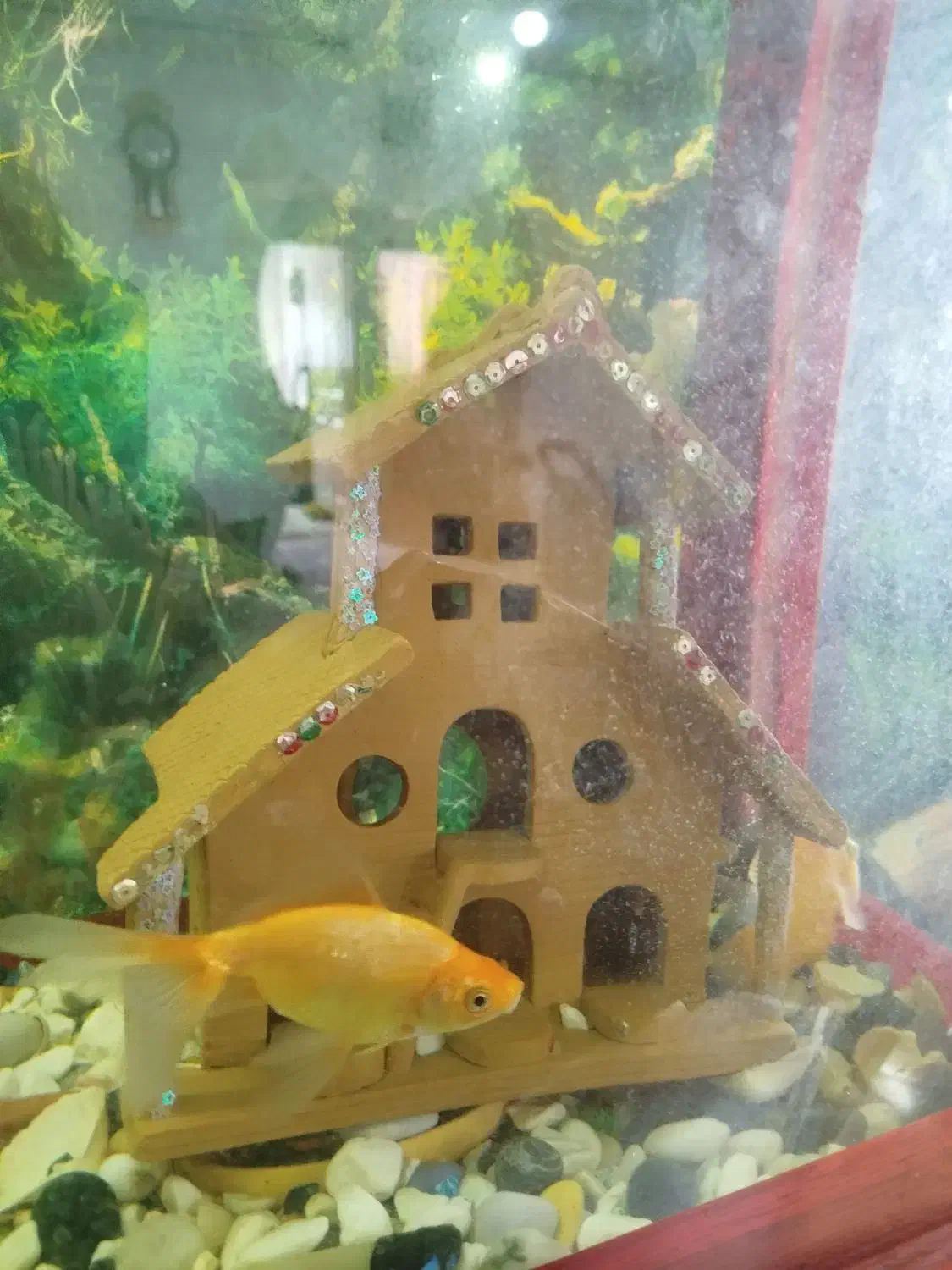 آکواریوم با تمام تجهیزاتش|ماهی|پاکدشت, پاکدشت (مامازند)|دیوار