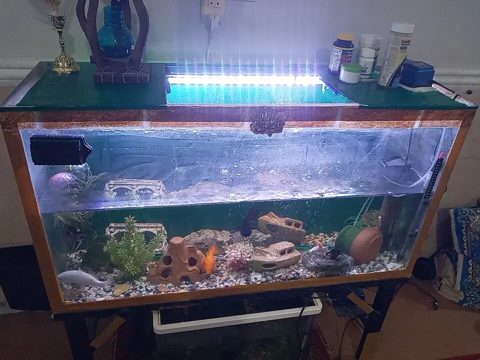 اکواریوم|ماهی|رامهرمز, |دیوار