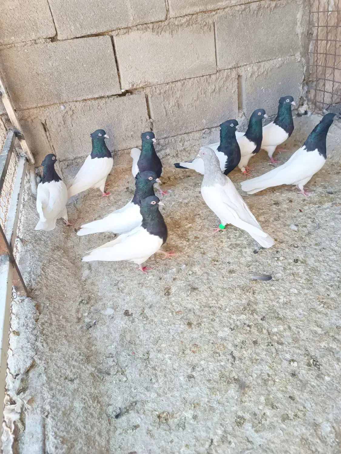 کله سیاه|پرنده|شیراز, ریاستی|دیوار