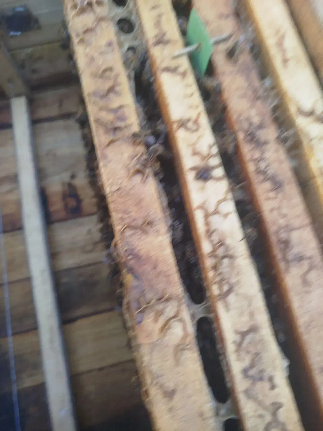 زنبور عسل|حیوانات مزرعه|کامفیروز, |دیوار