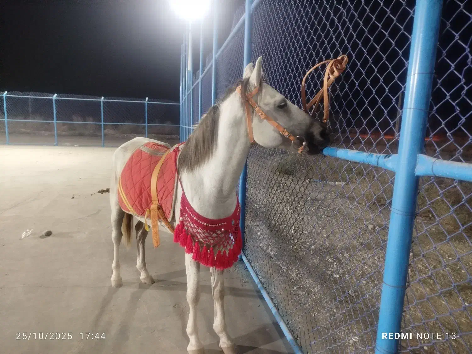 اسب سالم|اسب و تجهیزات اسب‌سواری|جیرفت, |دیوار