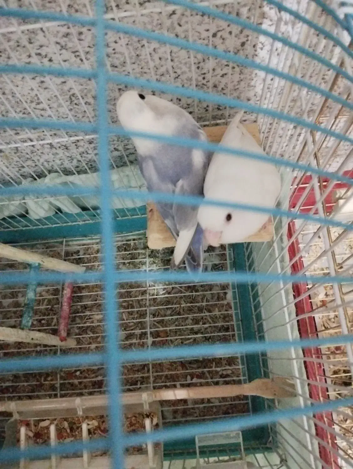 یه جفت طوطی برزیلی خوش رنگ خوشکل|پرنده|مریوان, |دیوار