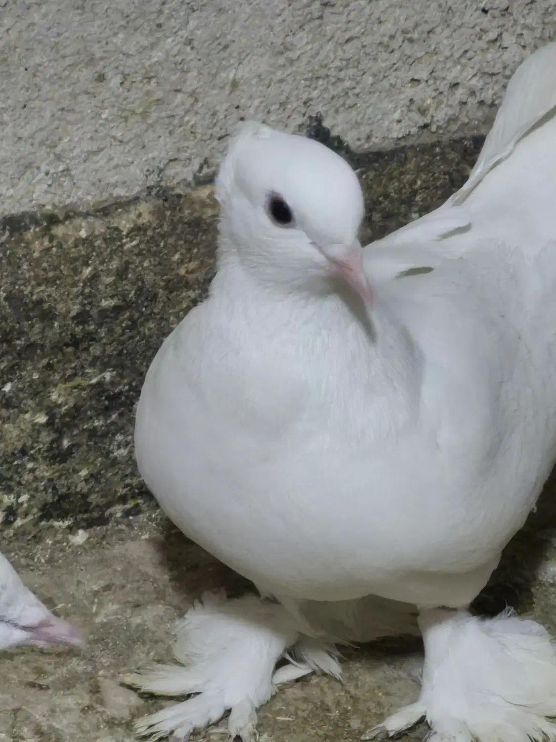 سفید کاکلی پاپر|پرنده|پاکدشت, پاکدشت (مامازند)|دیوار