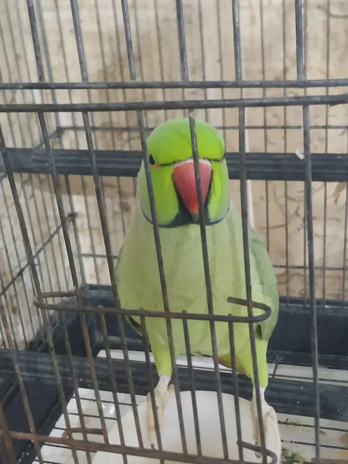 ملنگو سخنگو|پرنده|قشم, |دیوار