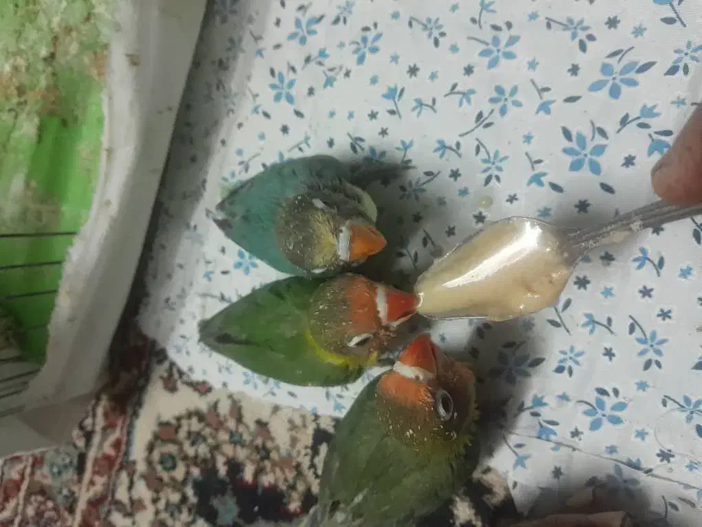 کوتوله برزیلی فیشر|پرنده|جهرم, |دیوار