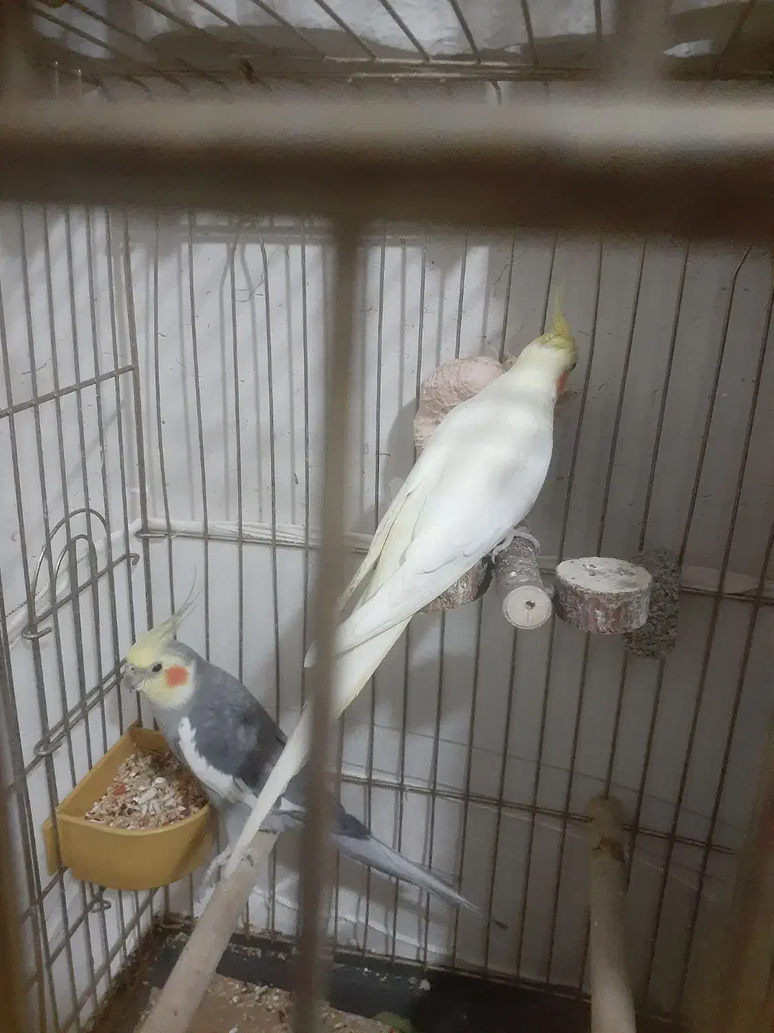 عروس هلندی سه عدد نر ویک ماده|پرنده|ری, حمزه‌آباد|دیوار