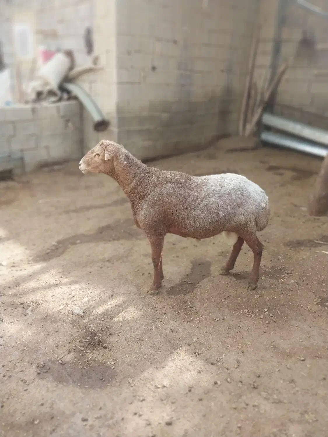 قوچ مغان|حیوانات مزرعه|دینور, |دیوار