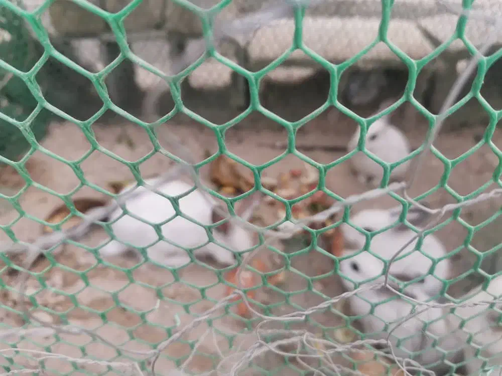 خرگوش چشم اشکی|موش و خرگوش|فراشبند, |دیوار