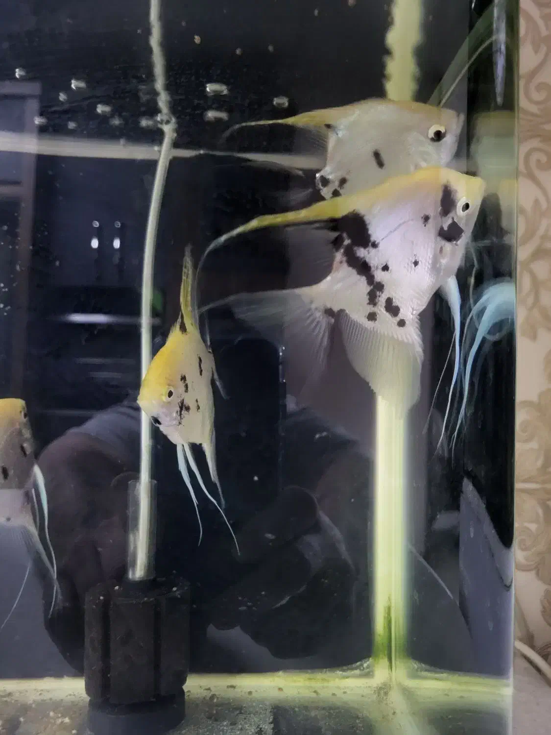 انجل|ماهی|اصفهان, ملکشهر|دیوار