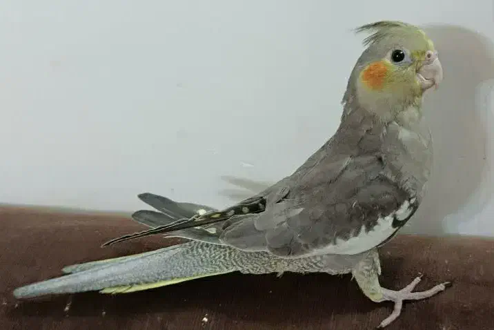 عروس دارچینی|پرنده|قم, سراجه (۱۵ خرداد)|دیوار