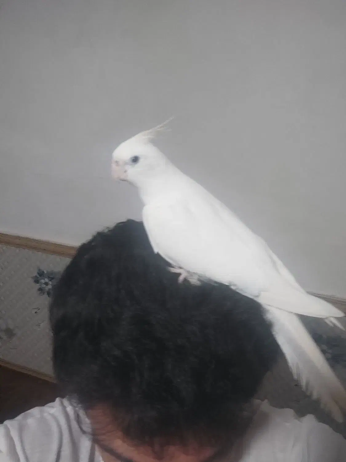 عروسی هلندی البینو|پرنده|علیآباد کتول, |دیوار