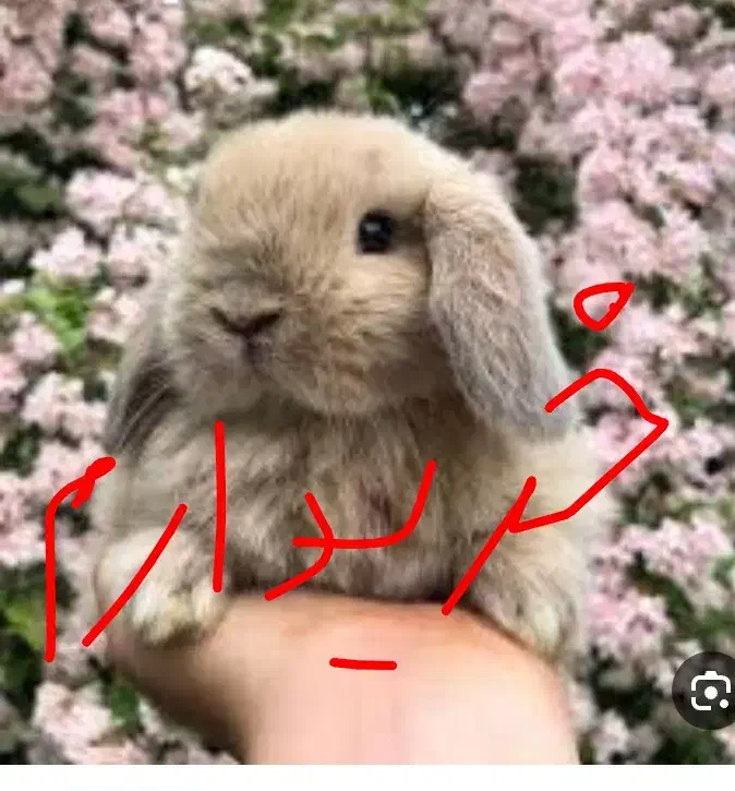 اگهی رو بخون|موش و خرگوش|چرام, |دیوار