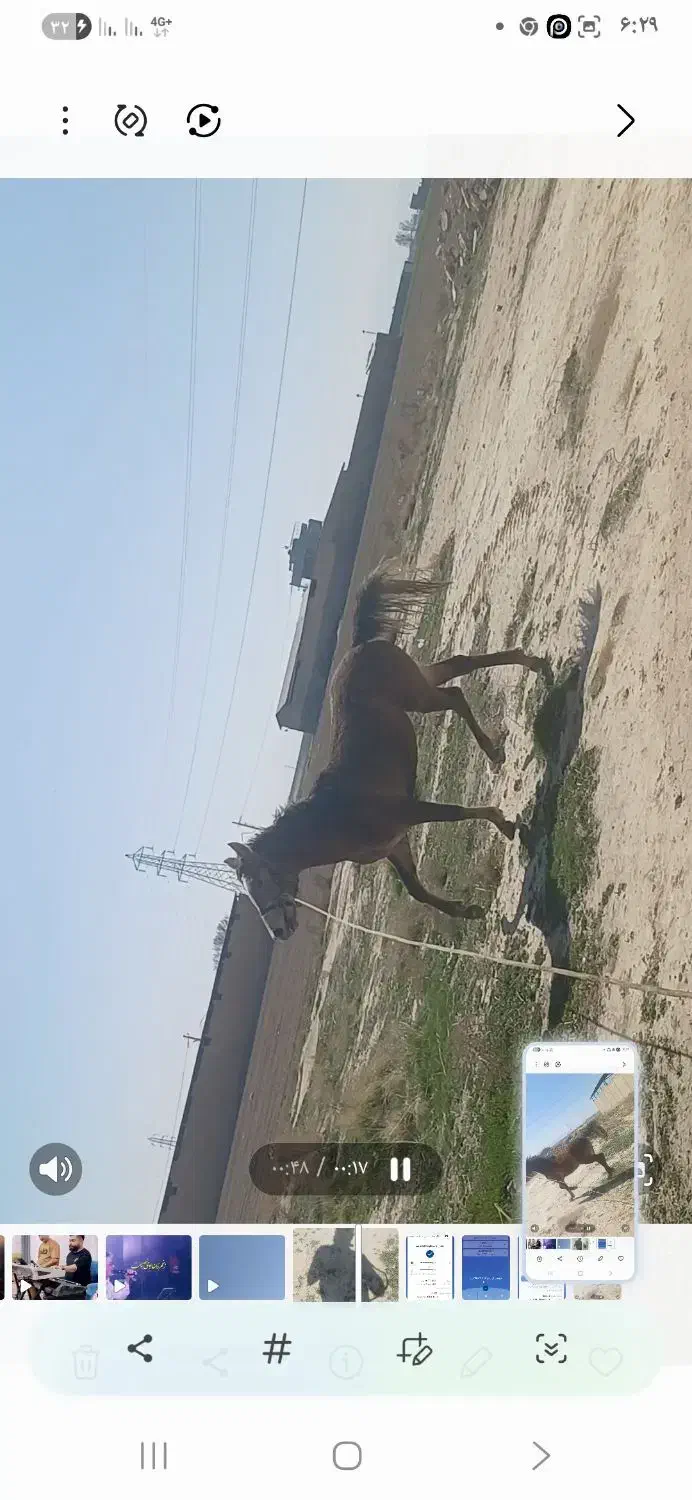 کره نریون|اسب و تجهیزات اسبسواری|مرودشت, فرهنگ|دیوار