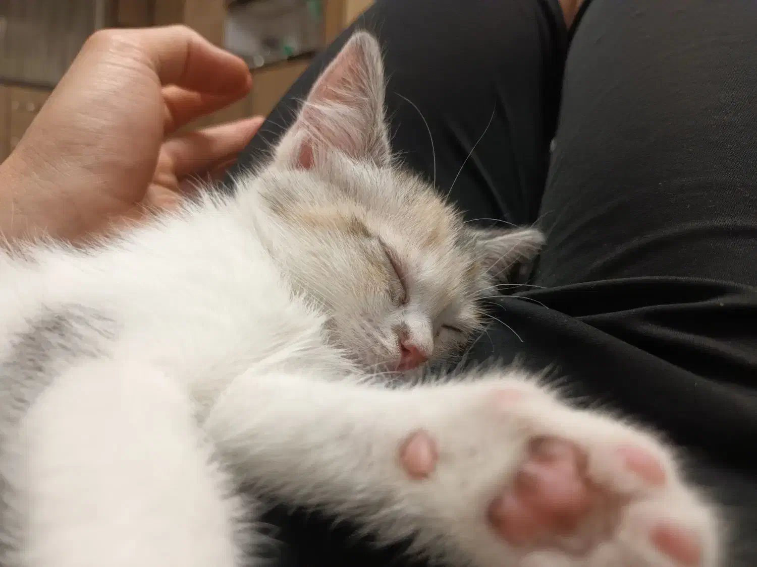 پرشین|گربه|شهریار, شهرک شاهد|دیوار