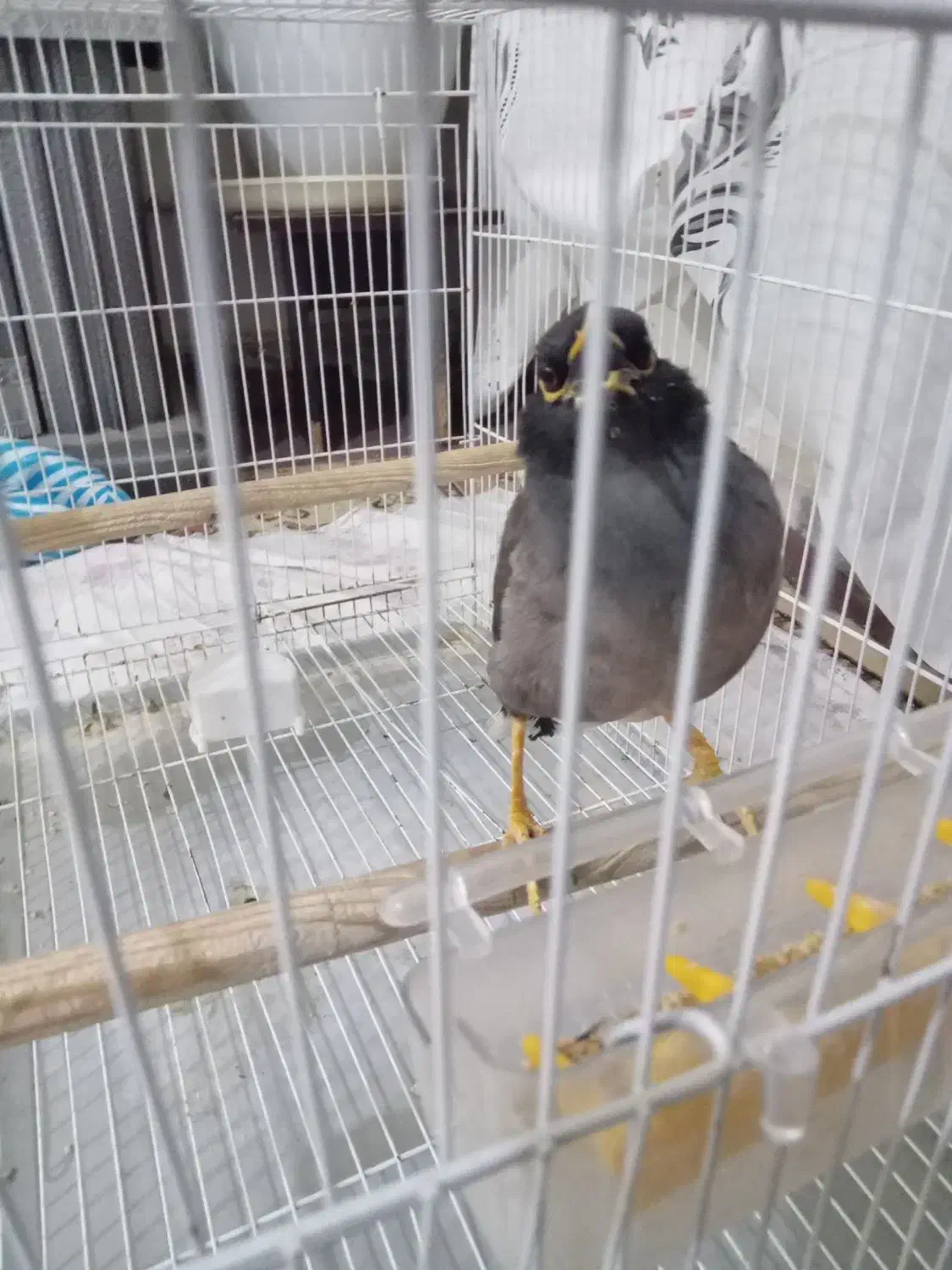 میناسخنگو|پرنده|چناران, |دیوار