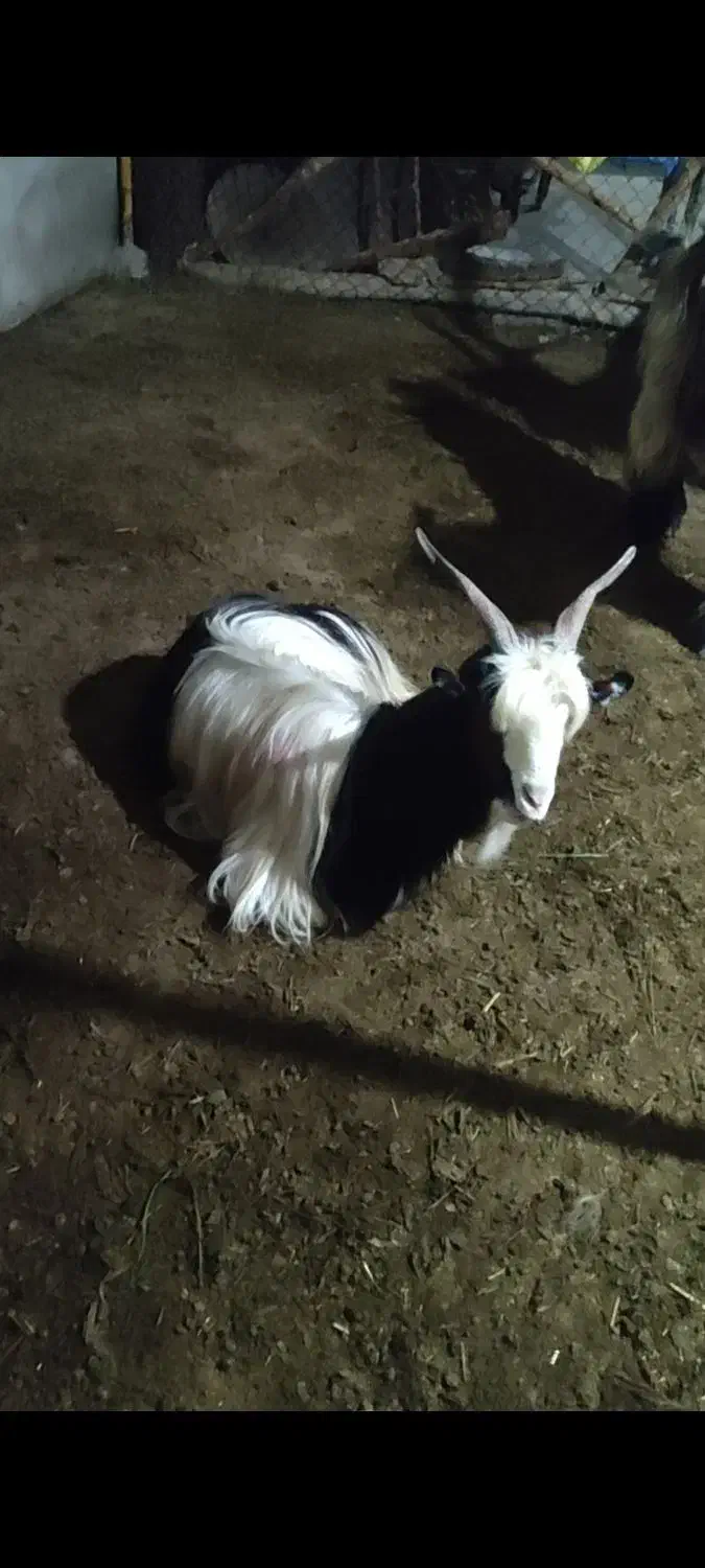 بز لری|حیوانات مزرعه|گتوند, |دیوار