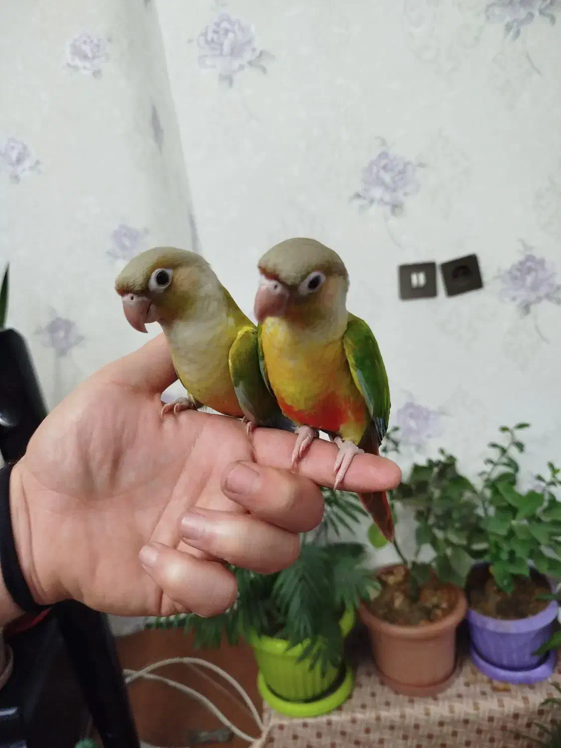 یک جفت طوطی گرینچیک|پرنده|ارومیه, |دیوار