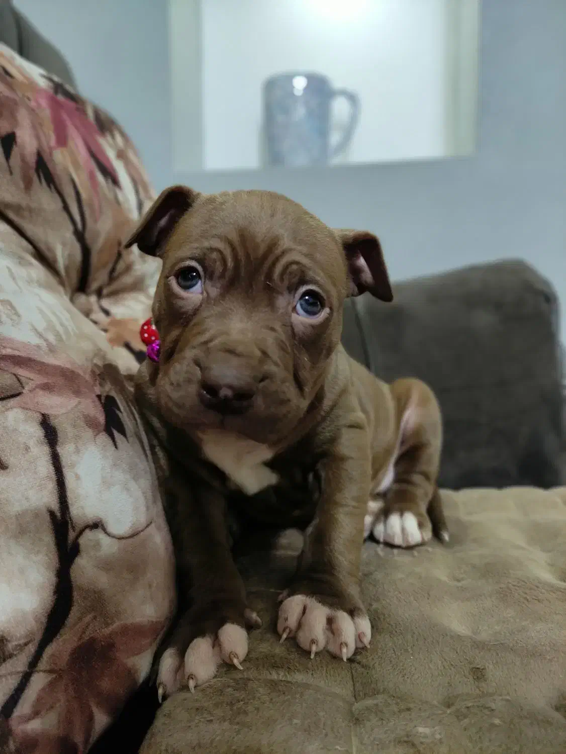 پیتبول|سگ|مشکیندشت, |دیوار