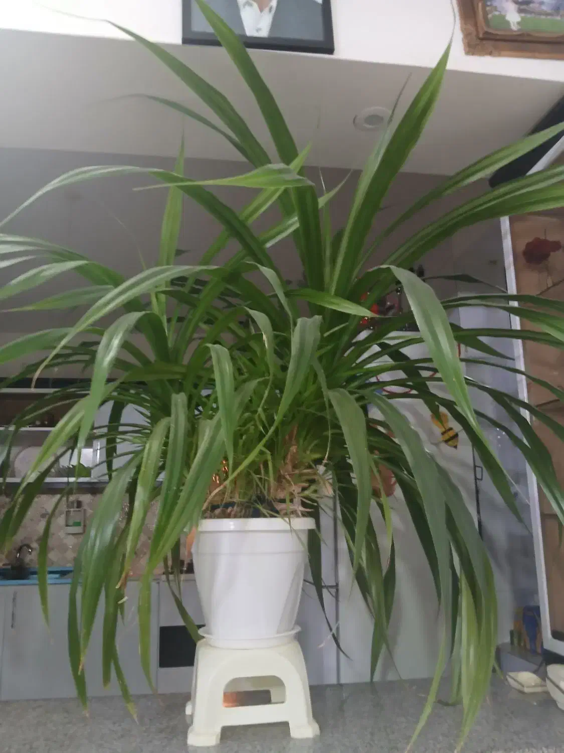 گل طبیعی|گل و گیاه طبیعی|نیشابور, مازول|دیوار