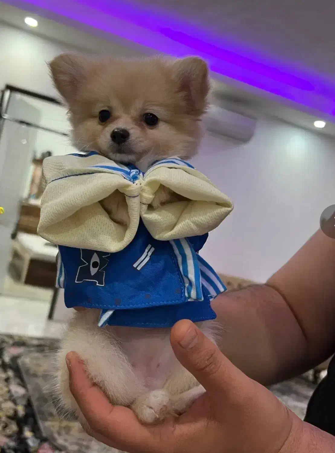 پامر عروسکی ۷ ماهه|سگ|شیراز, نشاط|دیوار