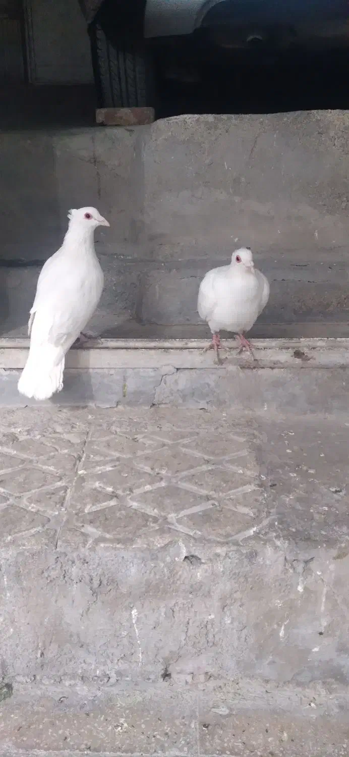 سلام جفت سفید کاکلی چشم قرمز|پرنده|تهران, مشیریه|دیوار