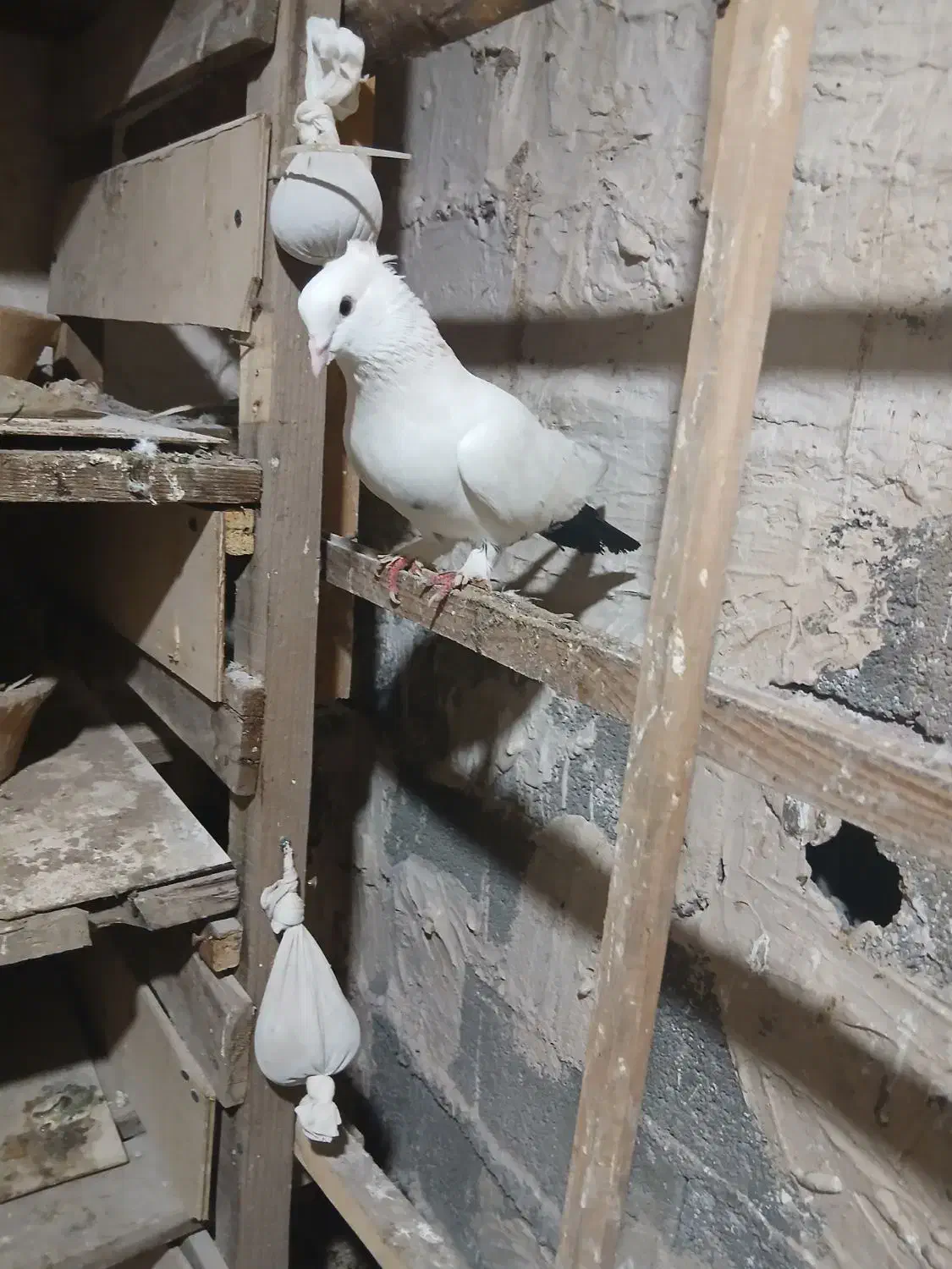 کبوتر دم سیاه|پرنده|املش, |دیوار