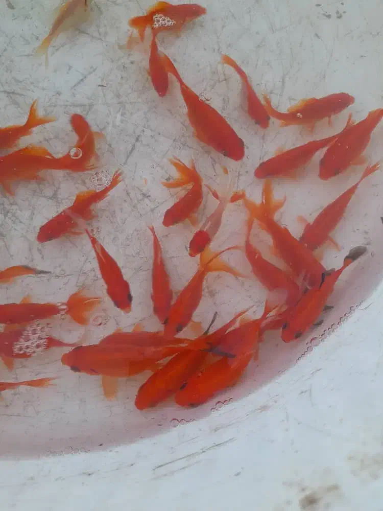 ماهی قرمز|عمدهفروشی|شهرکرد, |دیوار