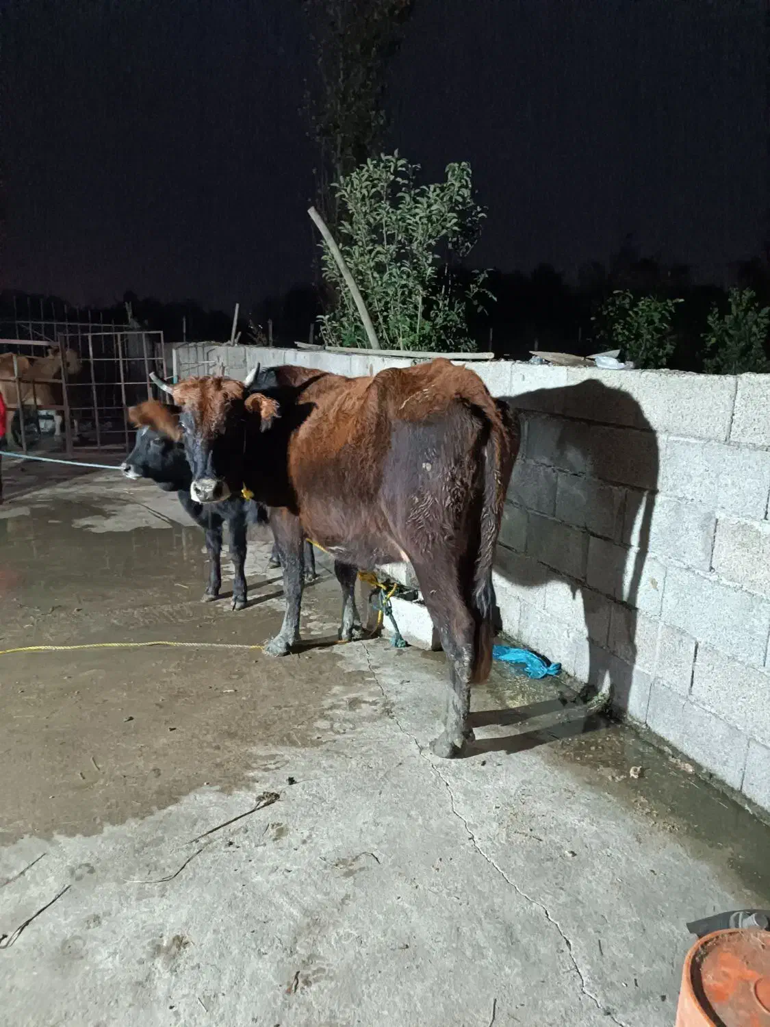گاو با گوساله نر|حیوانات مزرعه|رضوانشهر, |دیوار