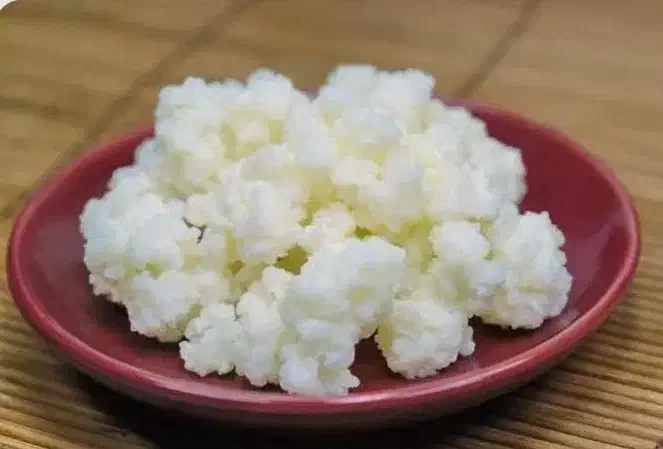 دانه کفیر، قارچ کامبوجا|خوردنی و آشامیدنی|قائم‌شهر, |دیوار